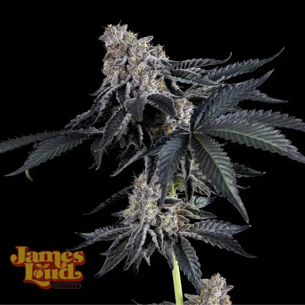 Rhapsody Seeds