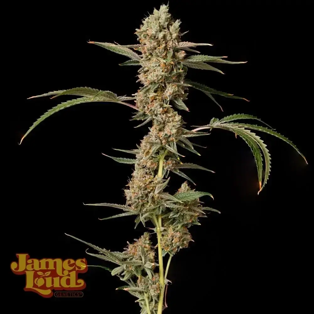 Banana Punch OG Auto Seeds