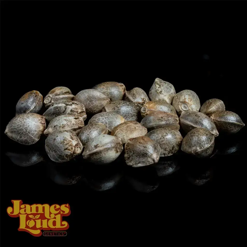 Gelato Auto F5 Seeds - Image 2