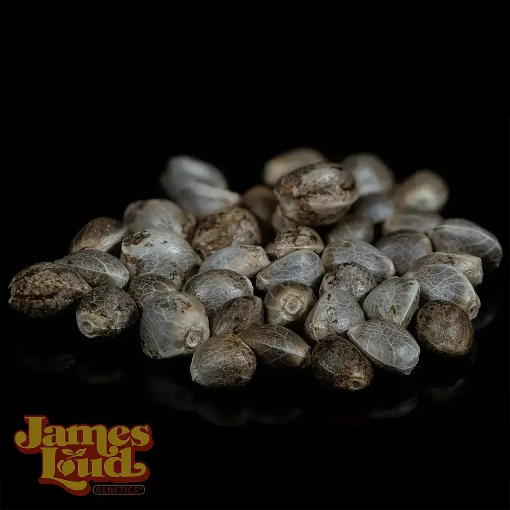 Gelato Chem Auto Seeds - Image 2