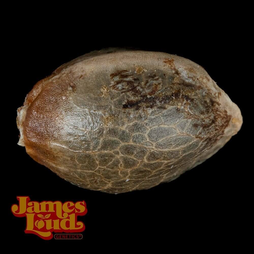 Hollywood Tangie Seeds - Image 3