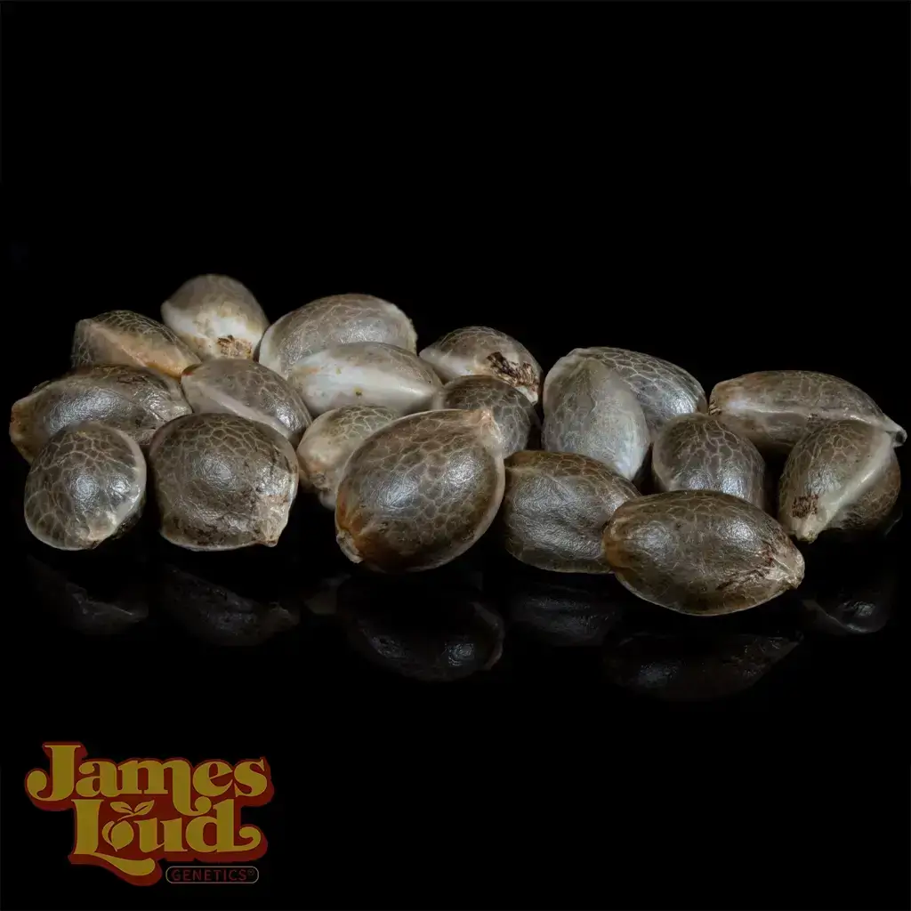 Hollywood Tangie Seeds - Image 2