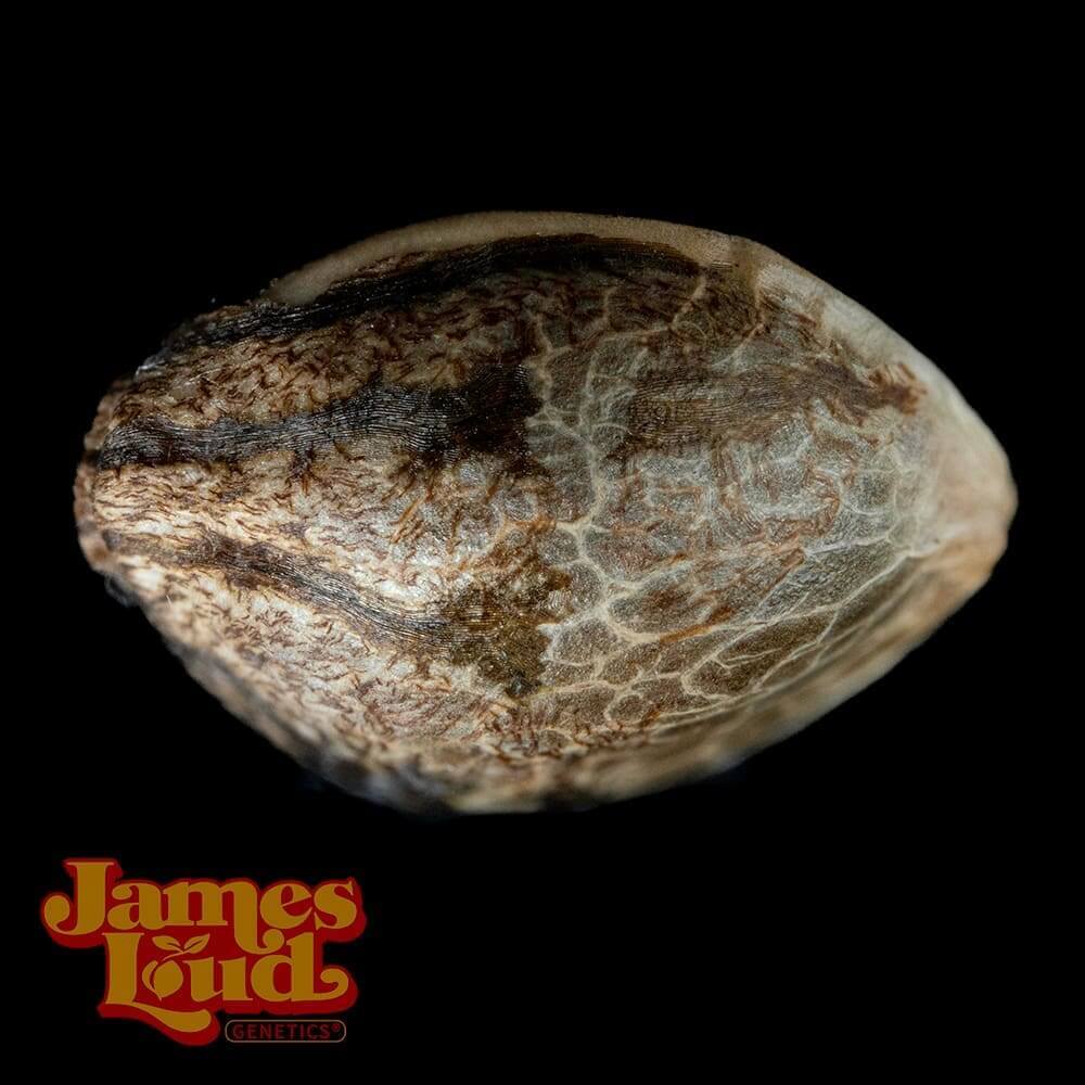 Loud Loopz Seeds - Image 3