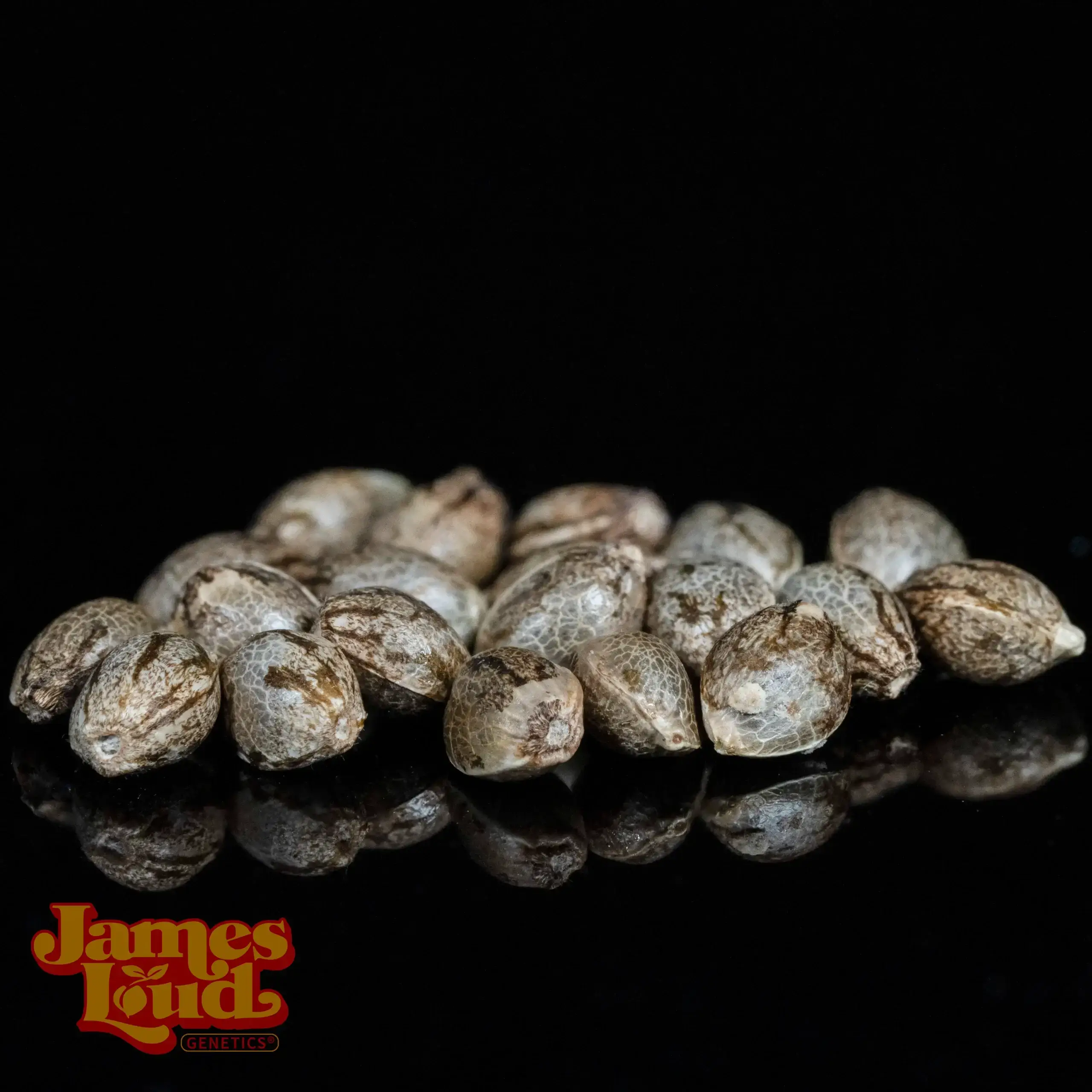 Loud Loopz Seeds - Image 2