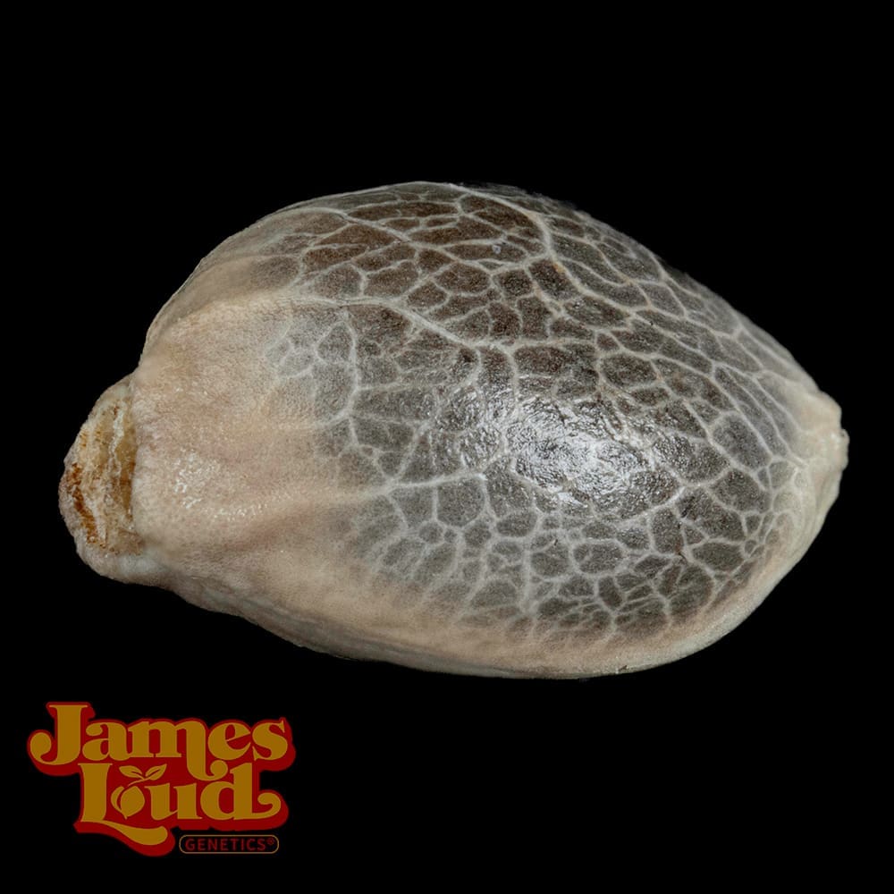 Loud Red Zeppelin Seeds - Image 3