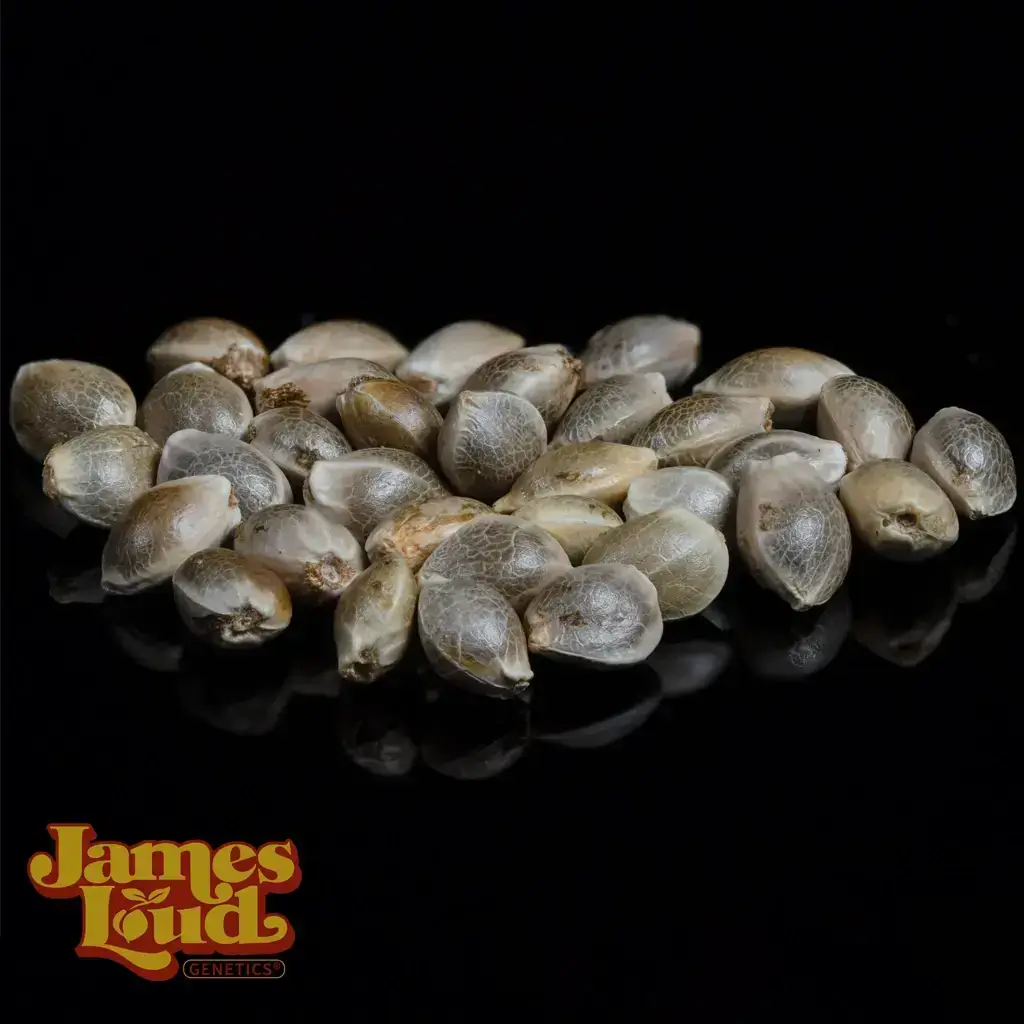 Loud Red Zeppelin Seeds - Image 2
