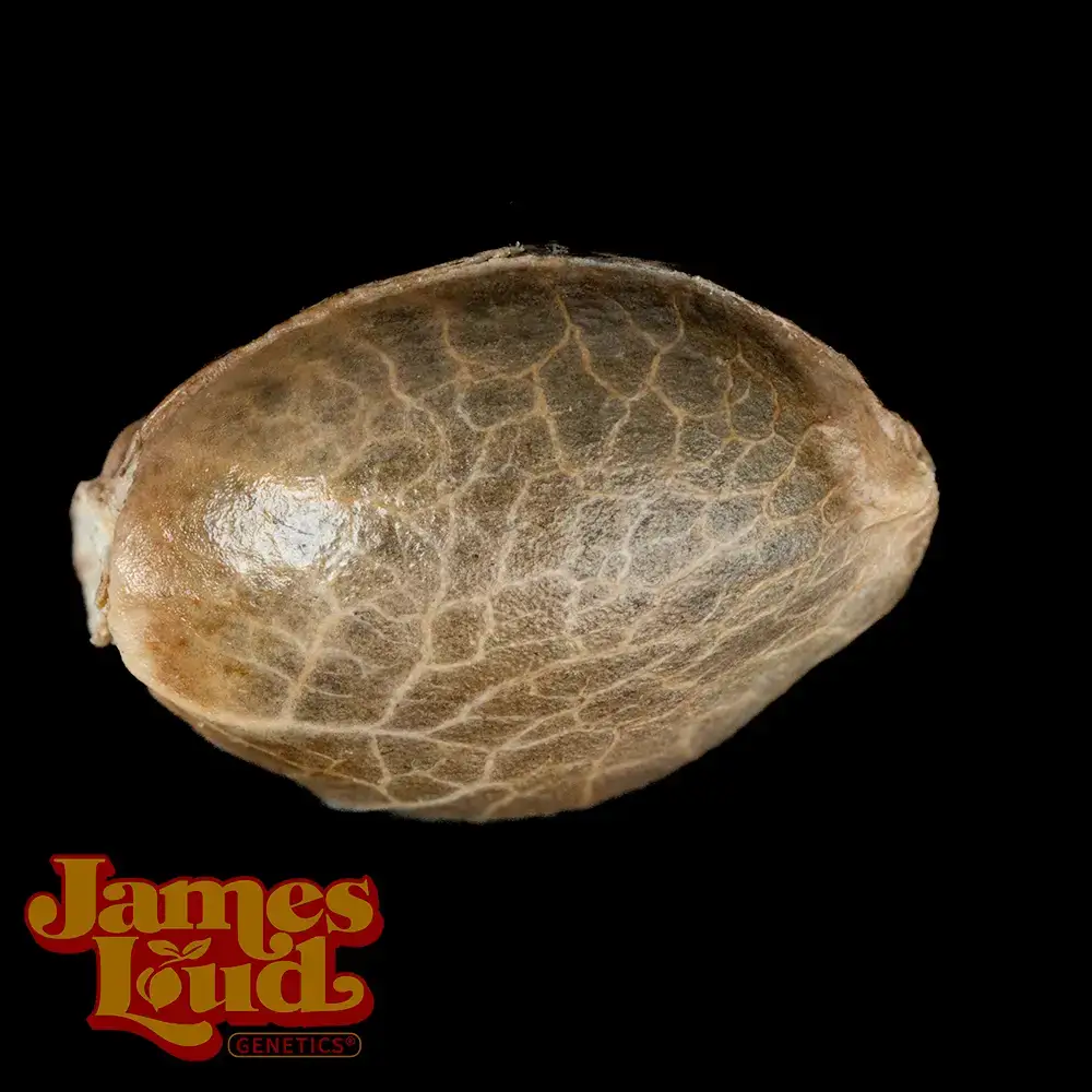 Next Big Thing Seeds - Image 3