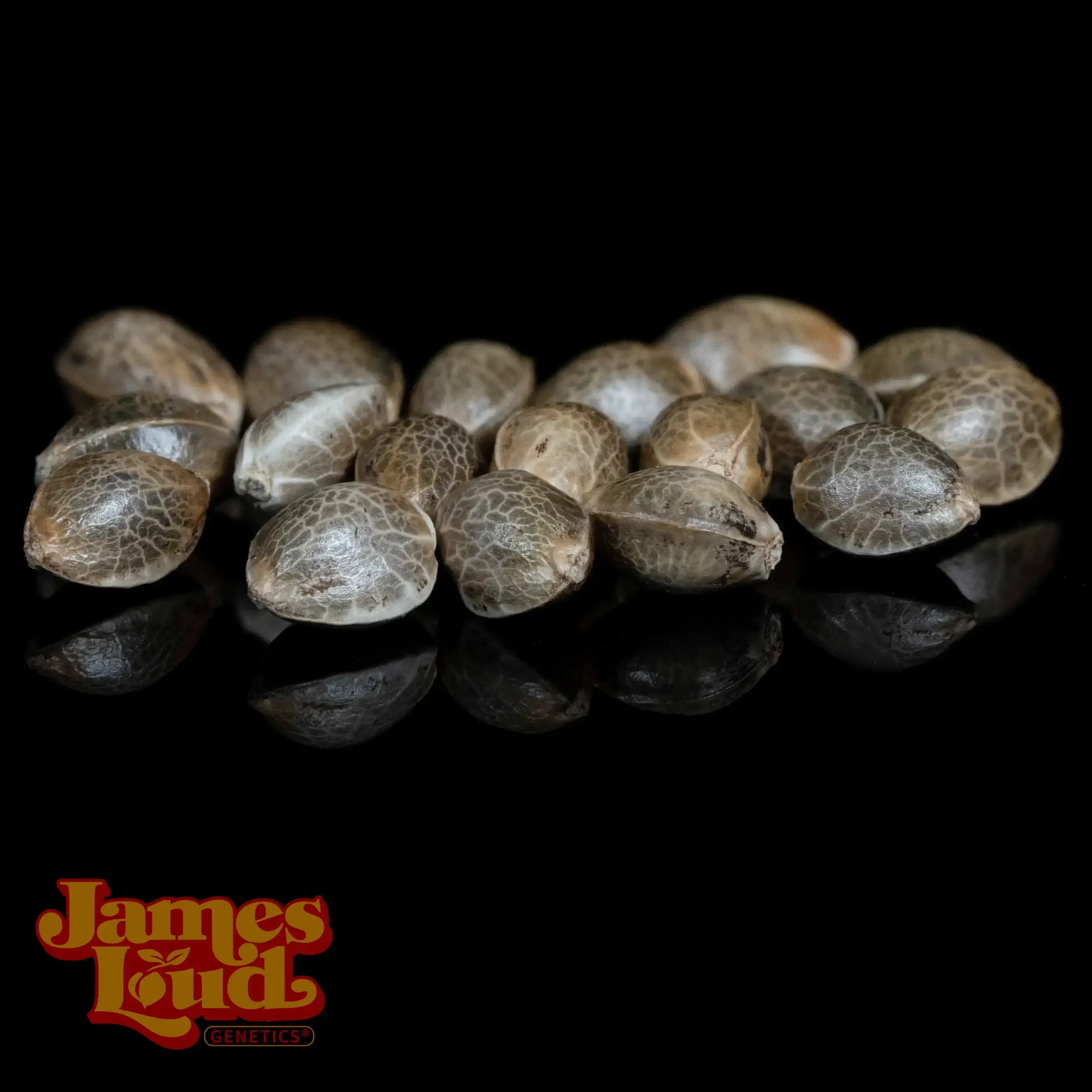 Next Big Thing Seeds - Image 2