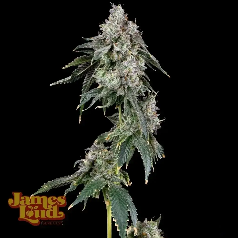 Purple Punch OG Auto Seeds