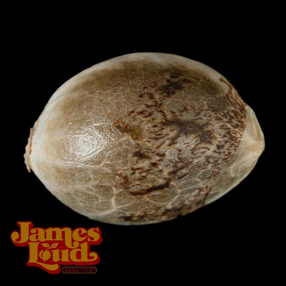 Sour Apple Tea Seeds - Image 3