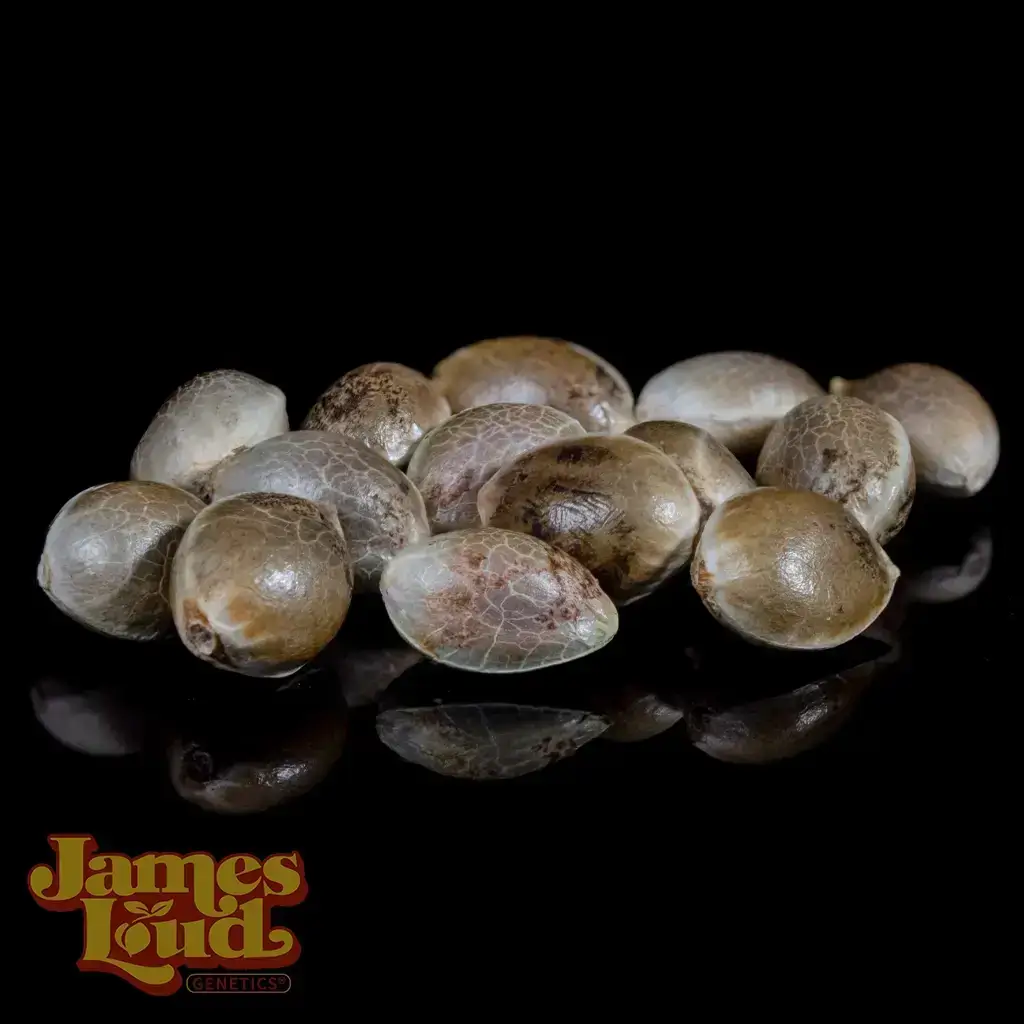 Purple Punch OG Auto Seeds - Image 2