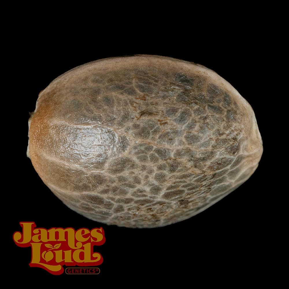Tribal Kush Seeds - Image 3