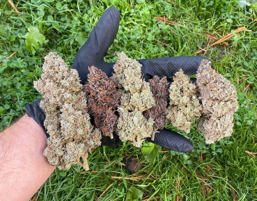 Mix Pack Auto Seeds - Image 3