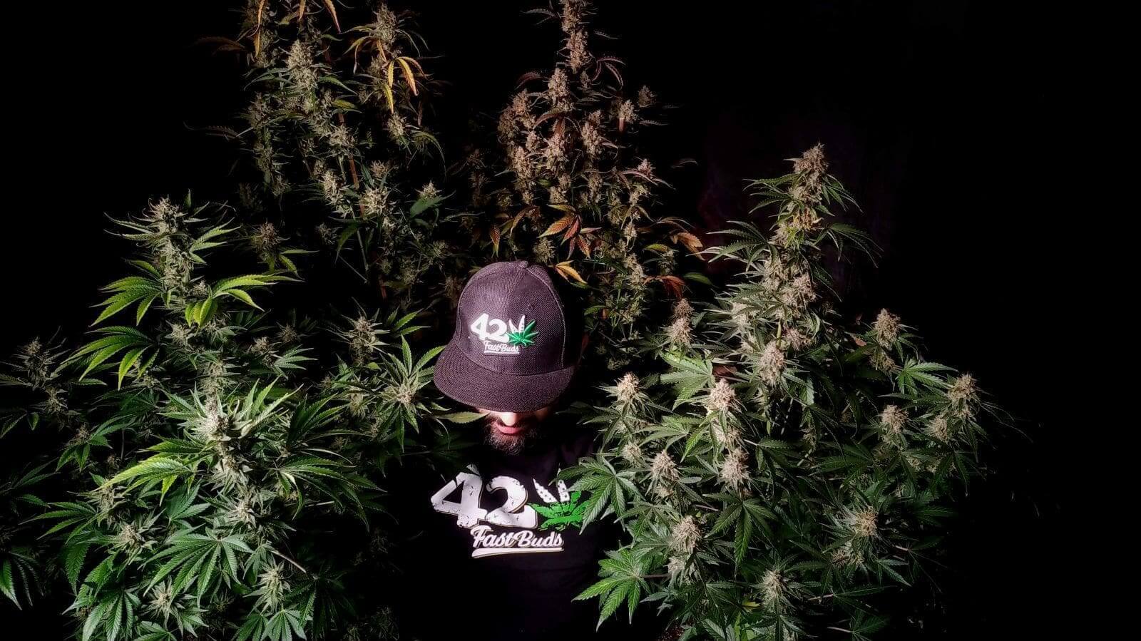 Mix Pack Auto Seeds