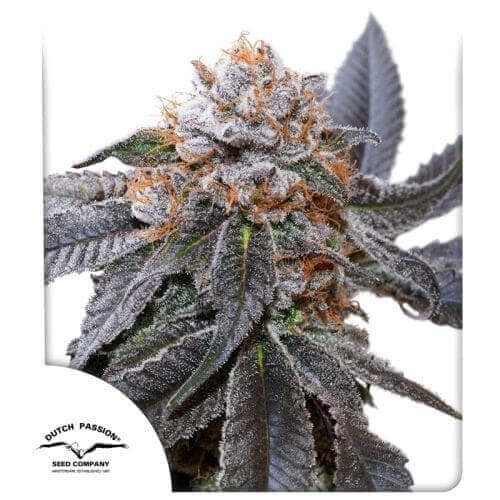 Typhus チフス Blue Zushi Seeds - Robust Genetics & Flavors | Dutch Passion