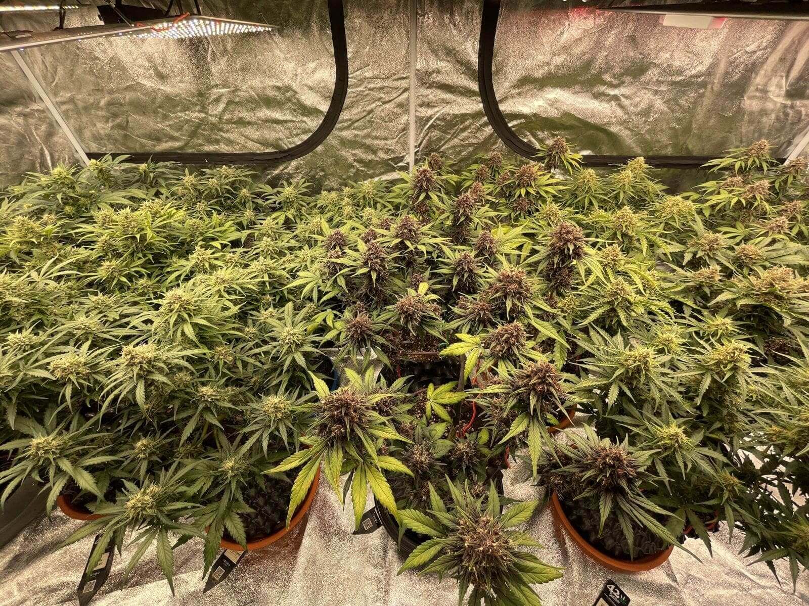 Mix Pack Auto Seeds - Image 4