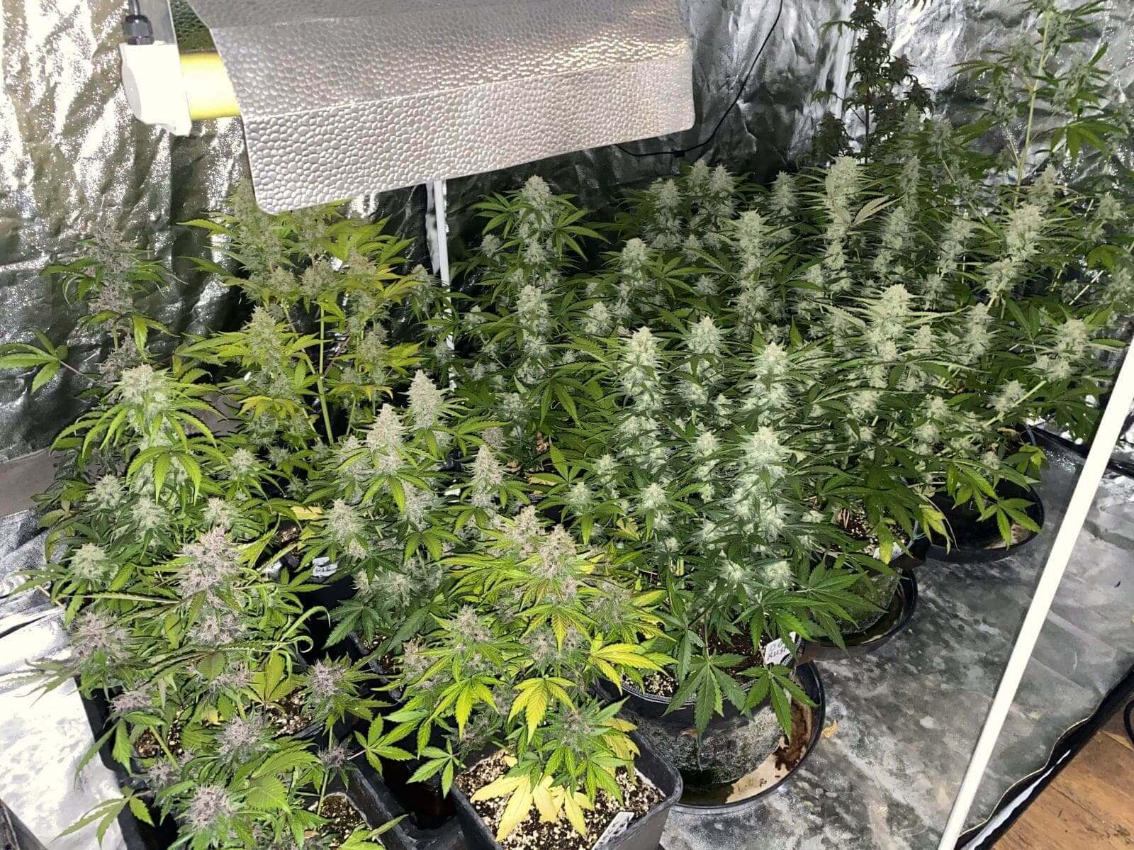 Mix Pack Auto Seeds - Image 5