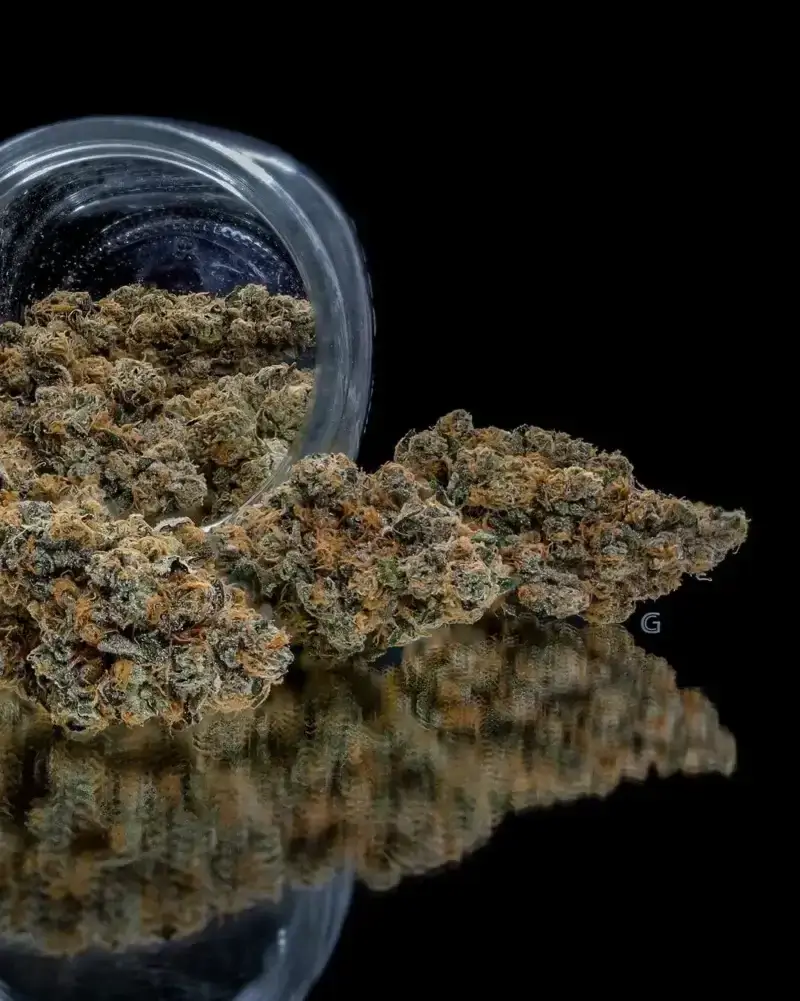 El Dorado OG Seeds - Image 3