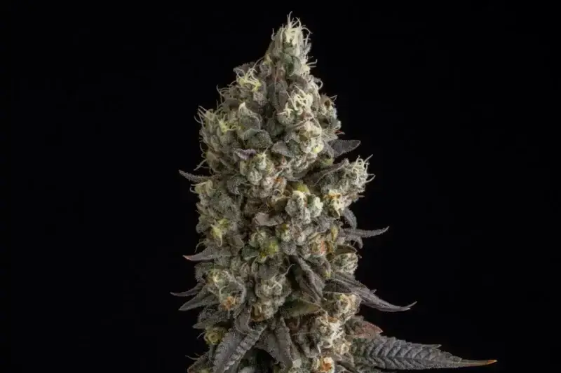 El Dorado OG Seeds - Image 5