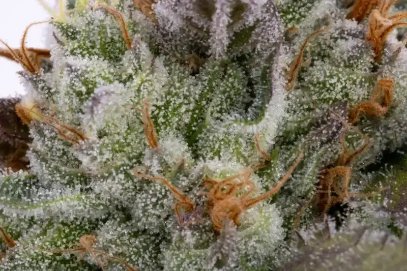 LA Amnesia Seeds - Image 3