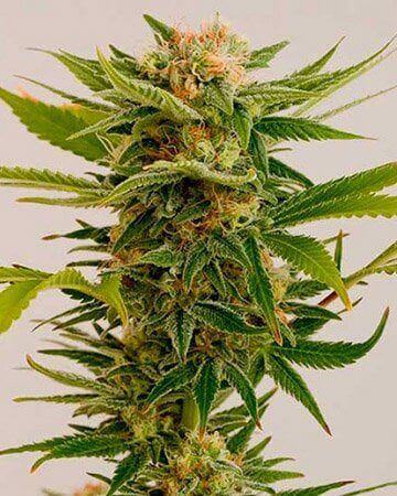 Sour Diesel