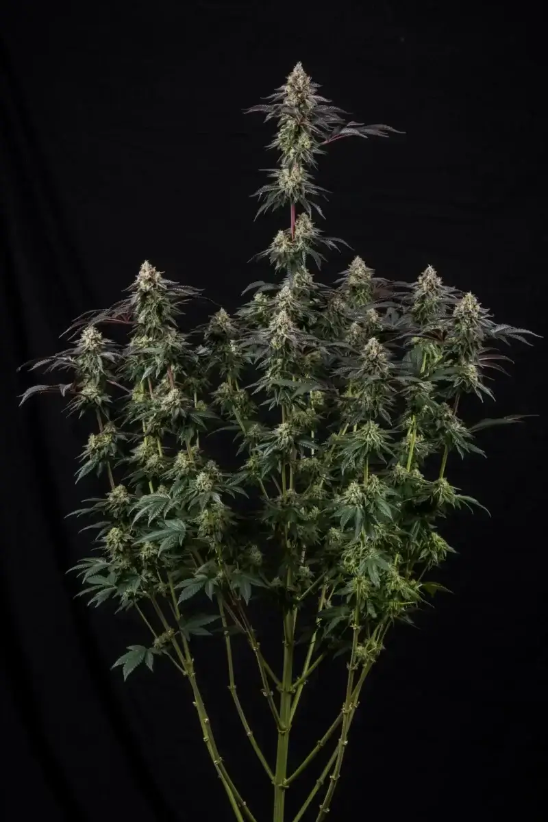 Sunset Paradise Seeds - Image 2