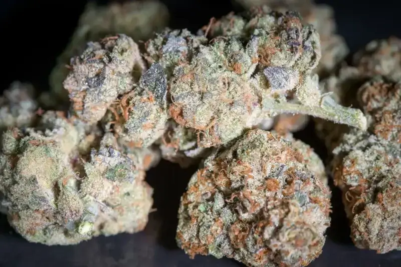 Sunset Paradise Seeds - Image 3