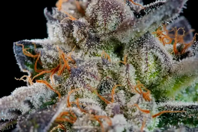 Sunset Paradise Seeds - Image 4