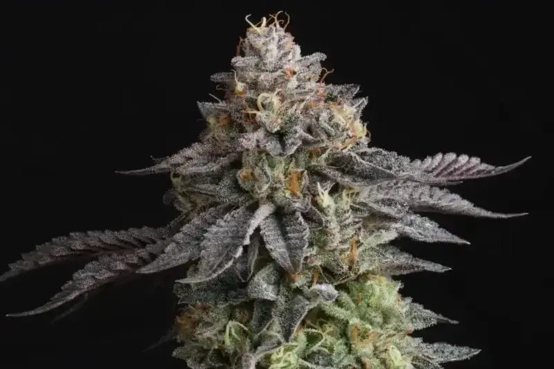 Sunset Paradise Seeds - Image 5