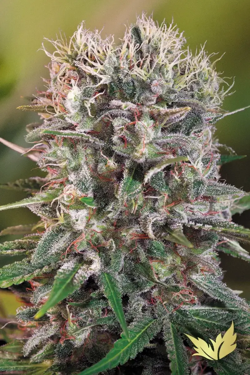 Wappa Seeds