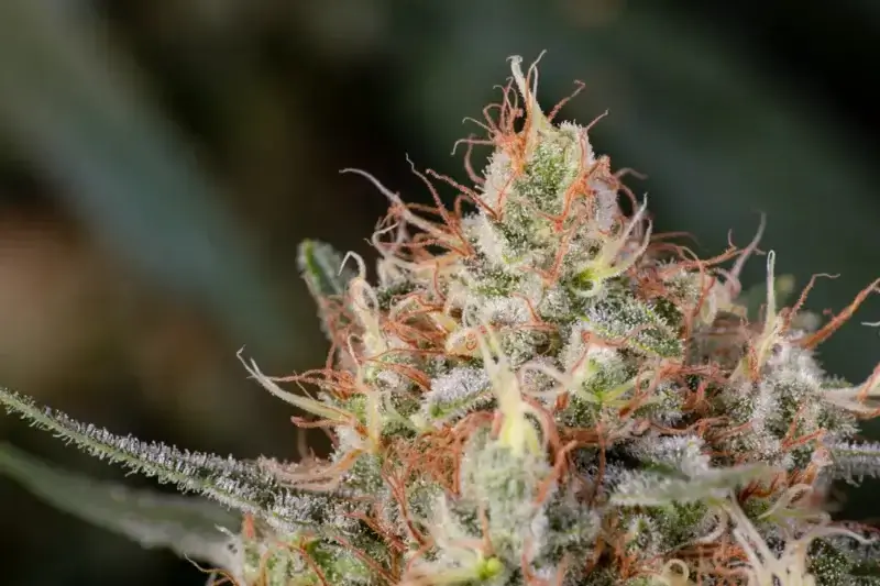 Wappa Seeds - Image 3