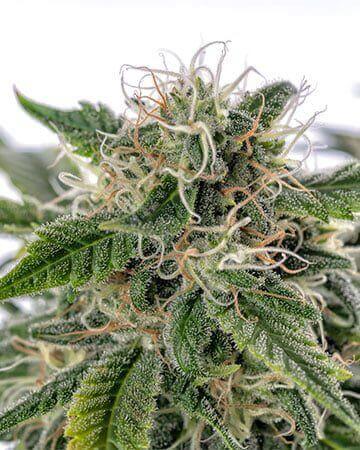 Sour Diesel - Image 3