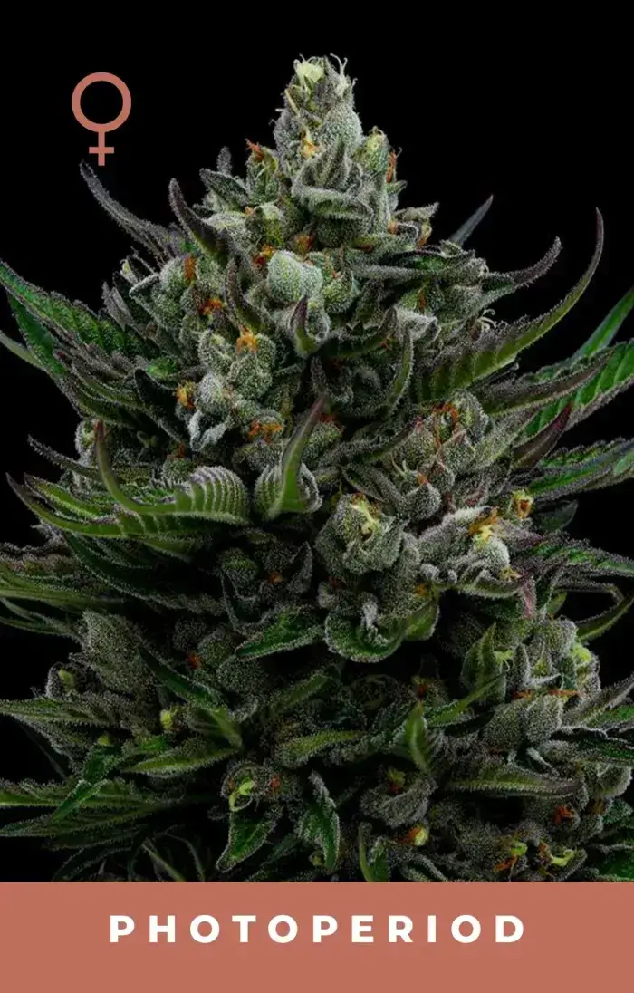 All Gas OG