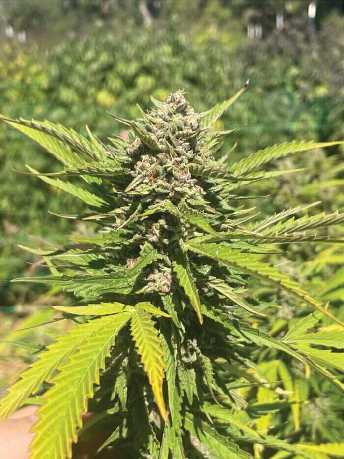 Banana Melt - Image 3