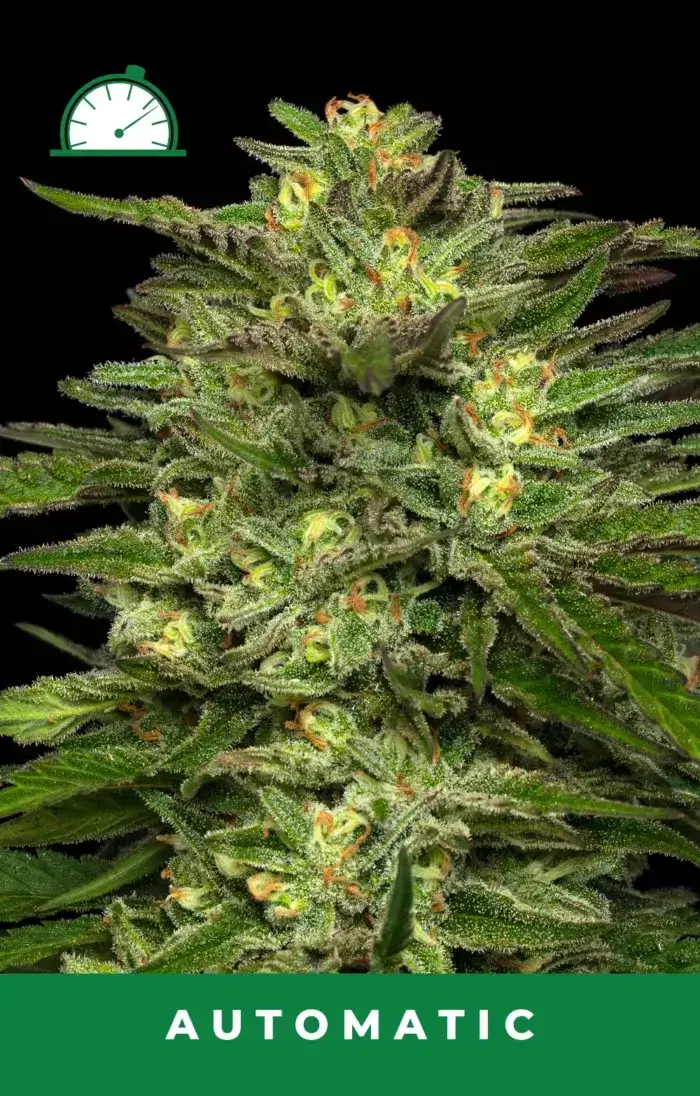 Dream Queen - Image 3