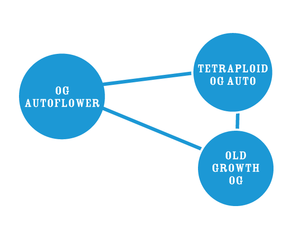 OG Triploid - Image 3