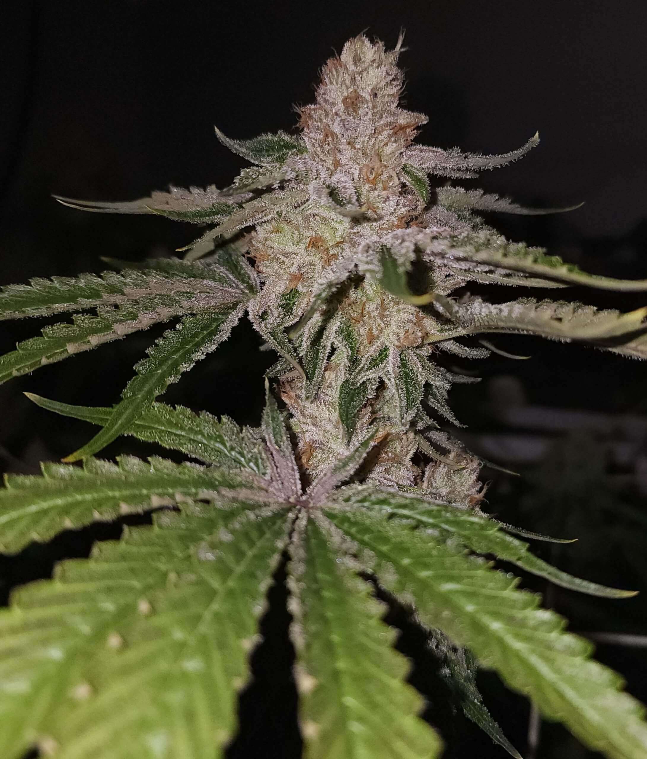 G.A.G. (Gas Ass Grass) - Image 2