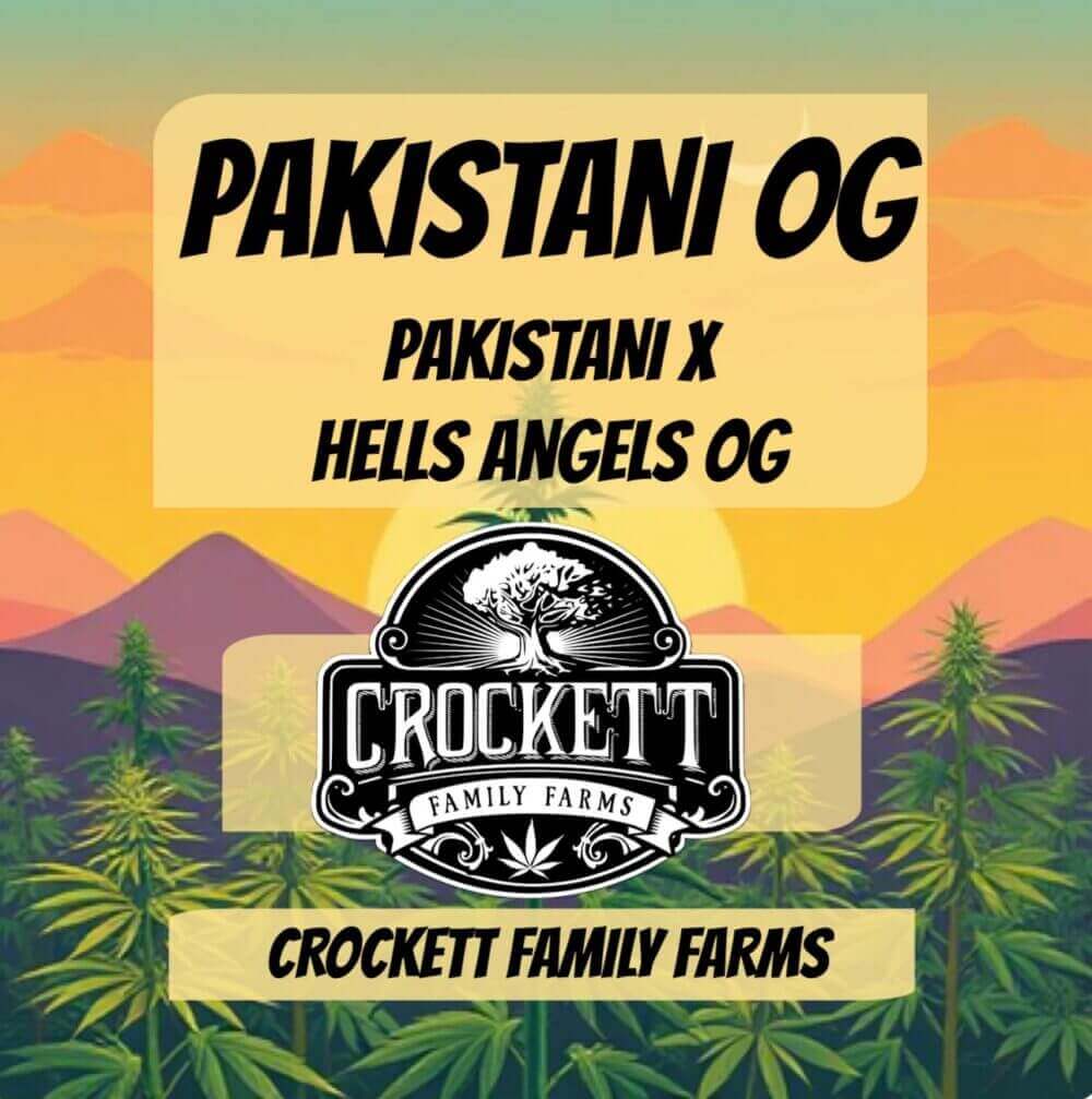 Pakistani OG Seeds