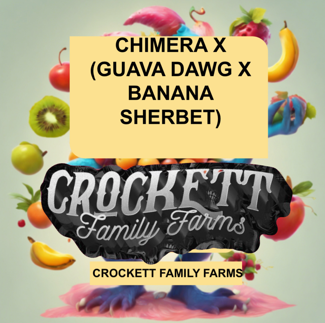 CHIMERA X (GUAVA DAWG X BANANA SHERBET) Seeds