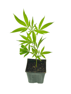Gorilla Glue #4 Clone