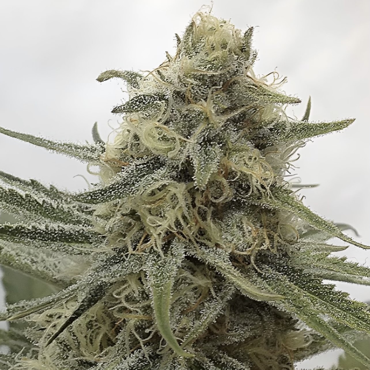 Juicy Dreams Seeds