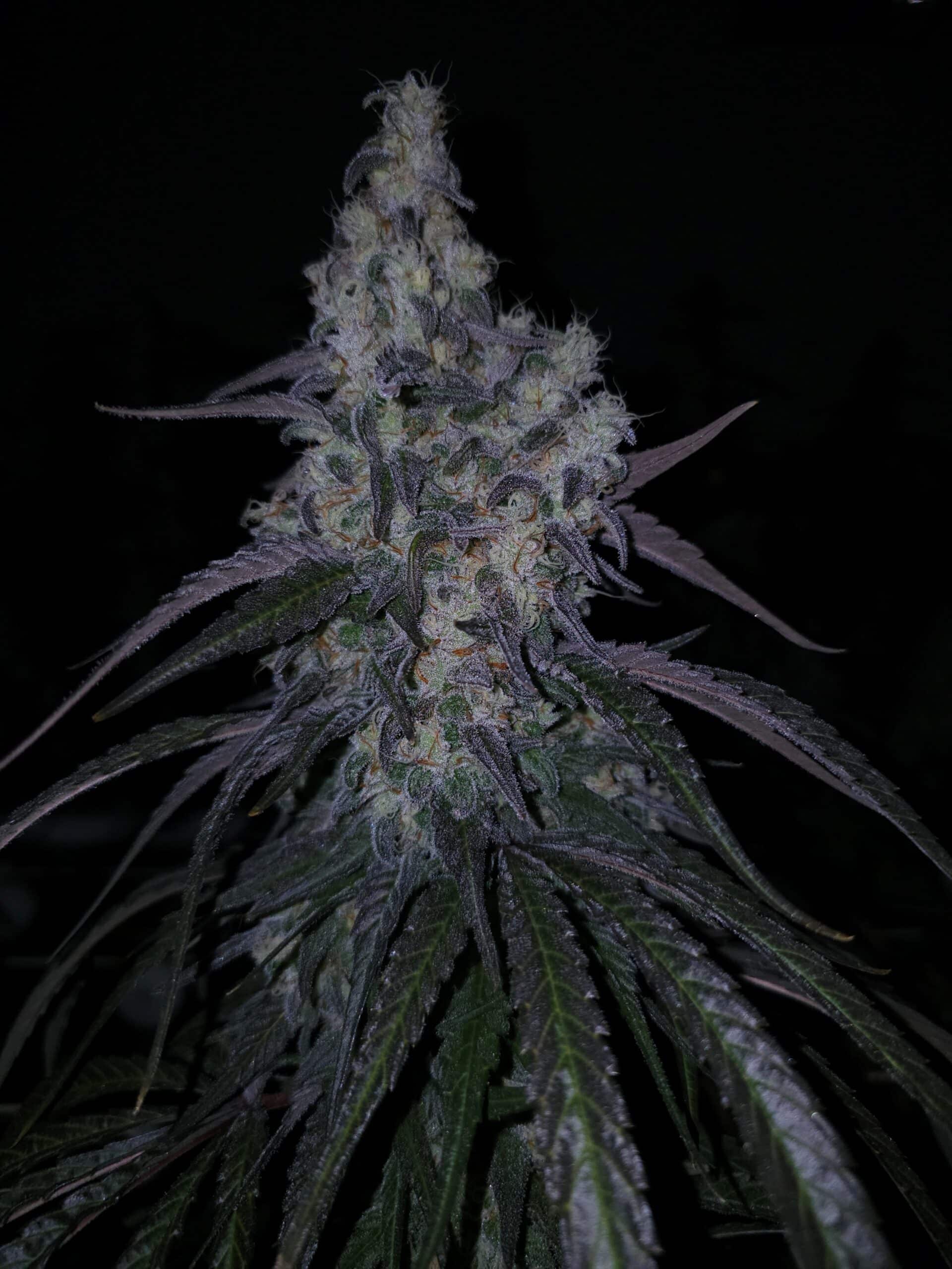 Medicine MAC