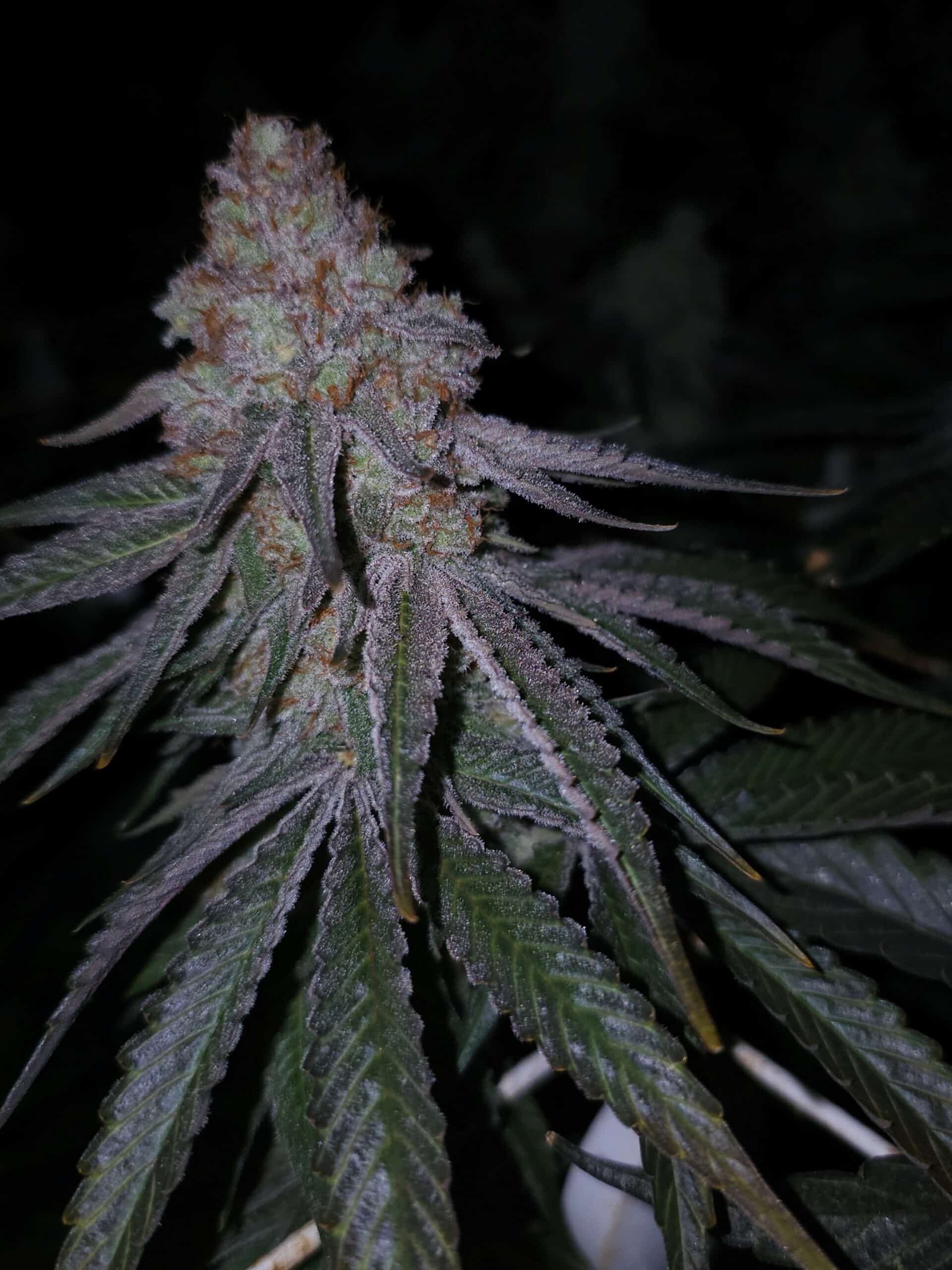 Medicine MAC - Image 2