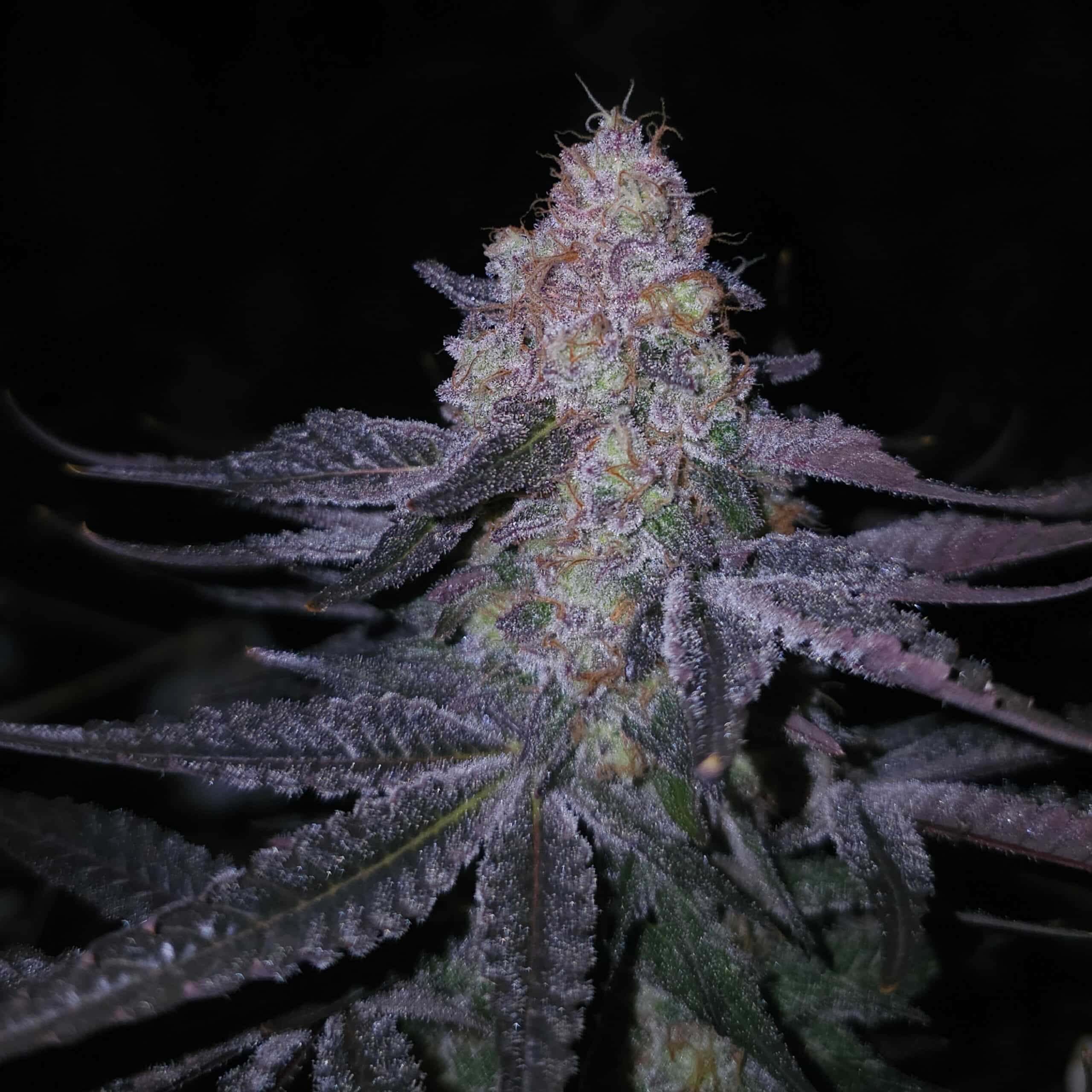 Medicine MAC - Image 3