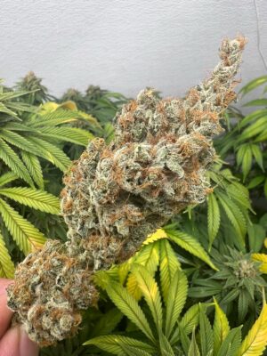 Sweet Cheesus regular cannabis seeds from Crockett Family Farms