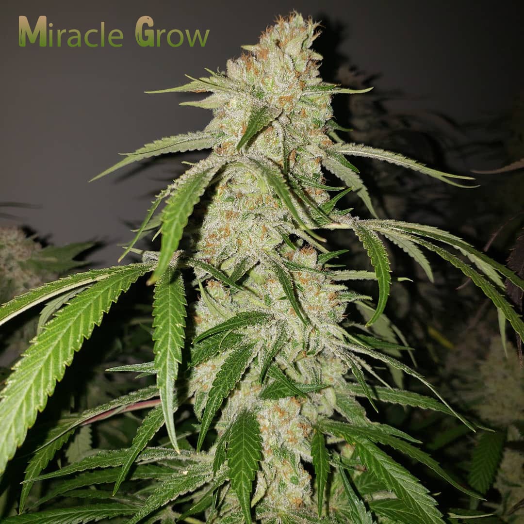 Miracle Grow