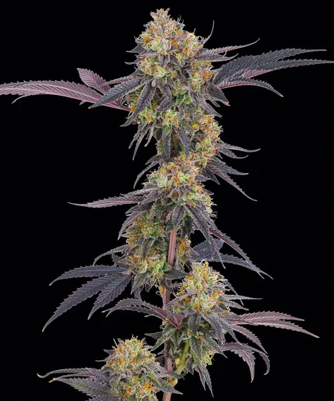 Tropicana Cherry
