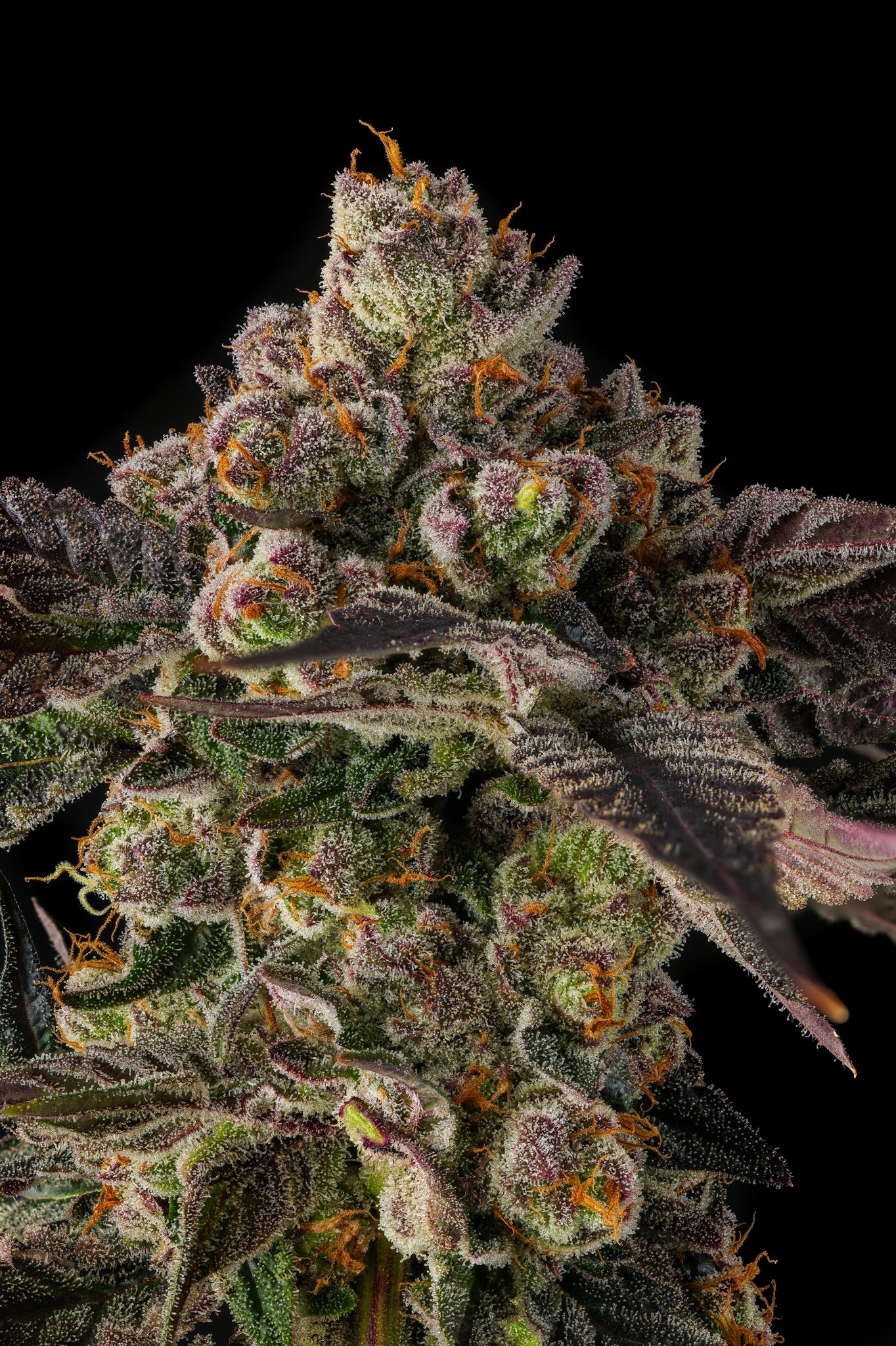 Pamellowz - Image 3