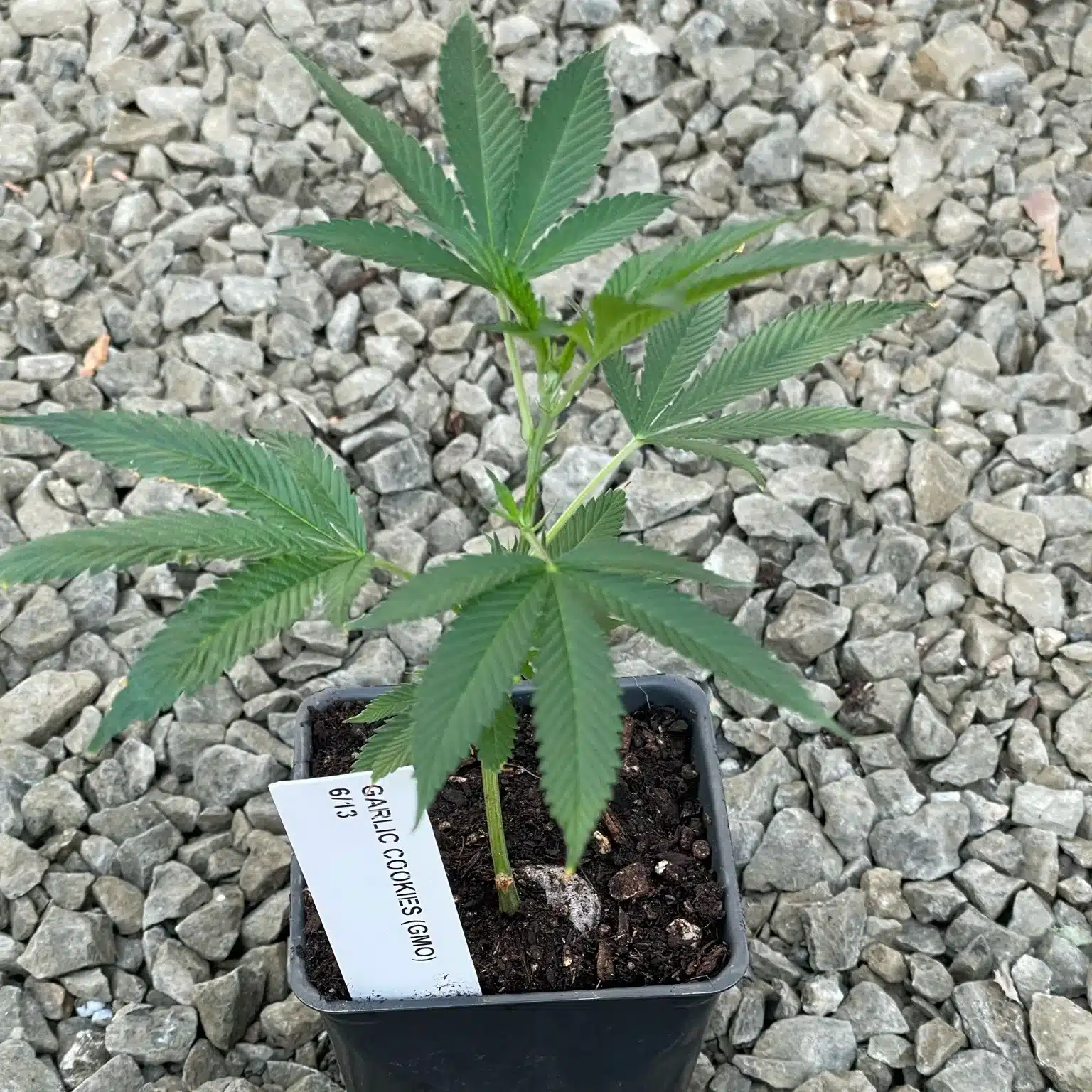 GMO Clone