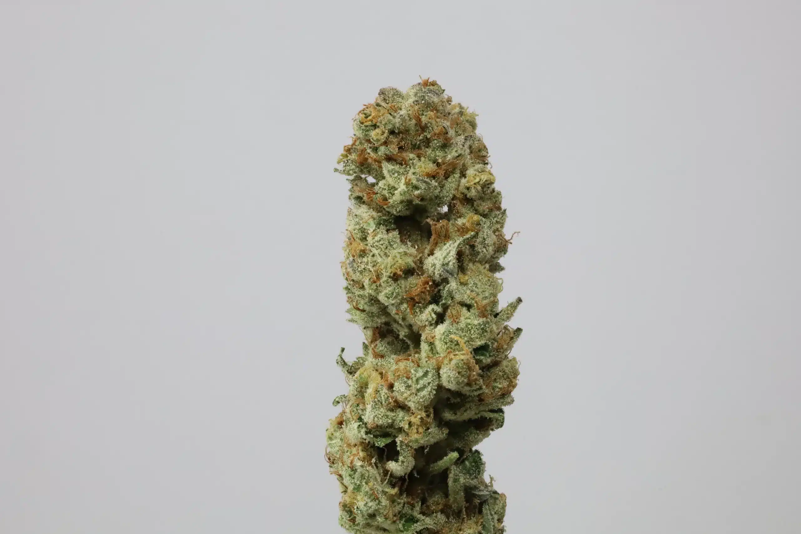 GMO Clone - Image 2